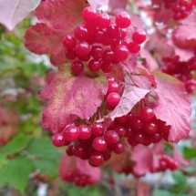 Погребняк Наталія Володимирівна